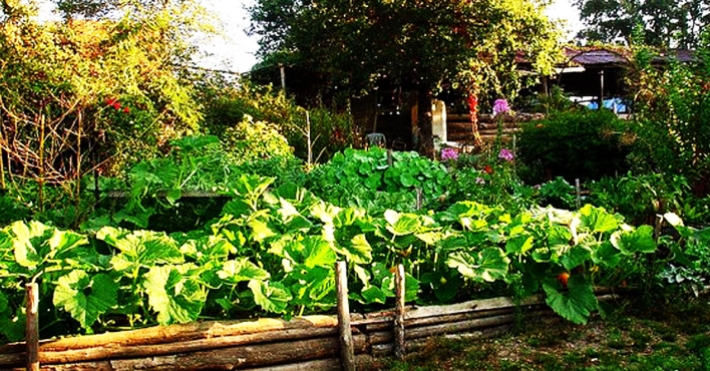 how-to-start-a-permaculture-garden